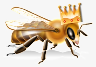 Queen Bee - Anatomie D Une Abeille