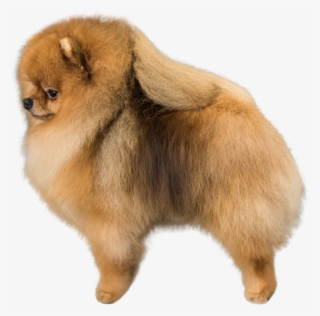 Pomeranian Png