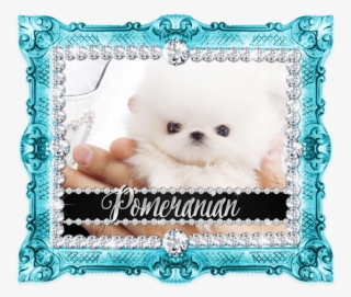 Unnamed 9 Micro Teacup Pomeranian, - Silver Frame