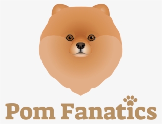 Dogs, Pomeranians, Dog Breeds, Doggies, Species Of - Pomeranian