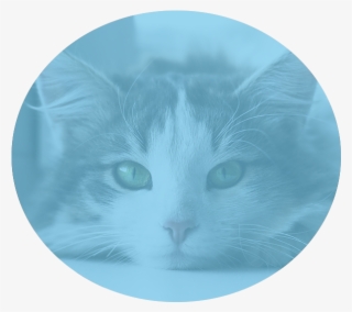 Nutritional Counseling - Domestic Short-haired Cat