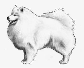 Pomeranian - German Spitz Mittel