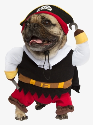 Dog Pomeranian Wearing Pirate Costume Photo Wp Dog - Dogs In Halloween Costumes Png