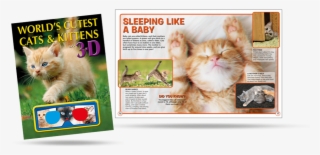 World's Cutest Cats & Kittens In 3d