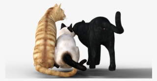 Cat, Mackerel, Graugetiegert, Kitten, Sneak, Cute - Tabby Cat