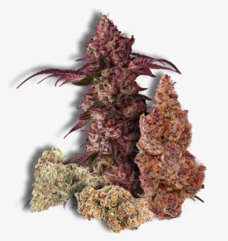 One In The Pearl District And One Right Across The - Colorado Spruce