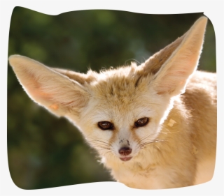 Fennec Fox - Flora And Fauna Of Mauritania