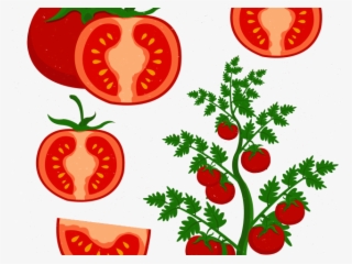 Cherry Clipart Tomatoe - Cultivo De Tomate Dibujo