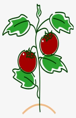 And By The Time The Tomato Was In The House It Was - Tomato Diseases Gif