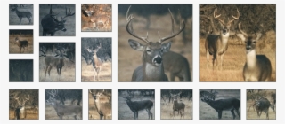 White-tailed Deer - Elk