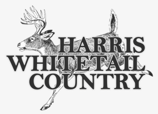 Trophy Texas Whitetail Hunts - Deer Clip Art