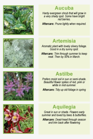 Aucuba Hardy Evergreen Shrub That Will Grow In A Very - Trillium