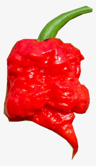 Cayenne Pepper Piquillo Bird - Habanero Chili