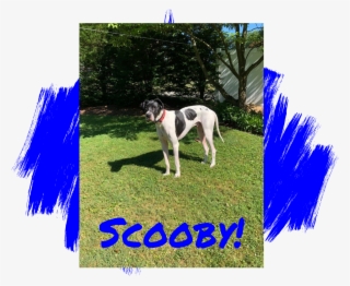 Photo Credit - M - Dog