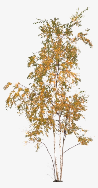 Autumn Tree - Via - Architextures - Download