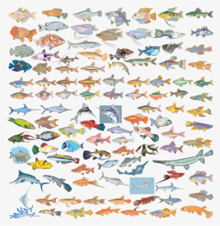 Various Species Of Fish In Vector Format - 卡通 鱼