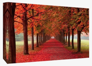 Autumn Trees Cotton Canvas Wall Art Picture - Autumn Trees