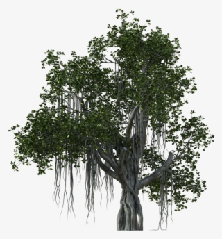 784 X 1019 1 - Pond Pine