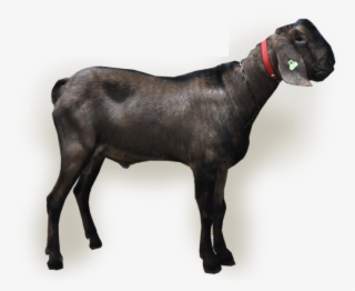 Buck Information - Sheep