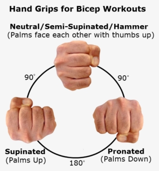 Short And Stout Maximizing Thickness With The Short - Hairy Knuckles