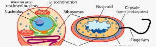 Reinterpreting Data As Signal - Eukaryote Og Prokaryote Celler