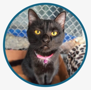 Adoptables Website Graphic - Black Cat