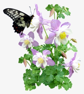 Butterfly, Insect, Flowers, Summer - Butterfly And Plant Png