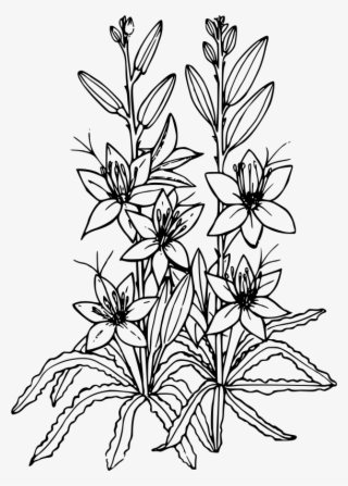 Medium Image - Lilies Clipart Black And White