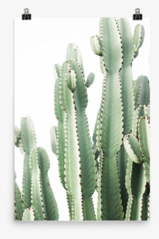 Pastel Desert - Cactus