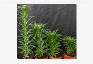 Dwarfing Trait In L - Paclobutrazol Effect