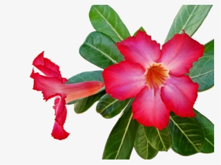 Flower Plant Flowers Green - Four O Clock Flower Png