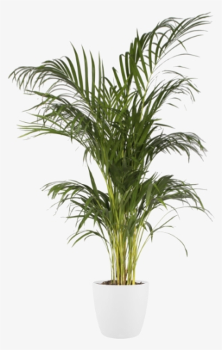 Home > Collection > Brussels Round - Flowerpot