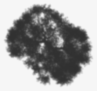 Blossoming Cherry Tree 08 Shadow - Tree