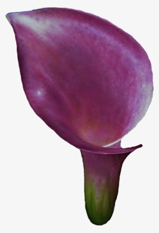 Tulip