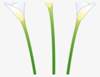 Calla Lily Clipart Line Drawing