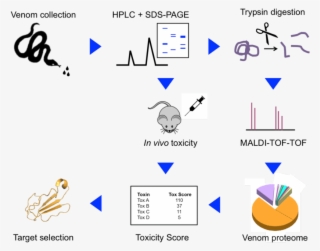 After Venom Fractionation By Hplc, Toxins Are Identified - Venomic Mass Spec Workflow