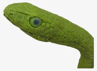 Forest Snake - Smooth Greensnake