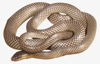 How Long Did It Take You To Write The Book Of Snakes - Eastern Brown Snake