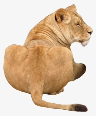 Animal 2, Lion, Leon, Lions, Leo - Львица Png