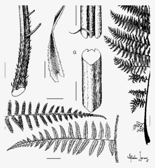 A, Silhouette Of A Leaf - Sketch