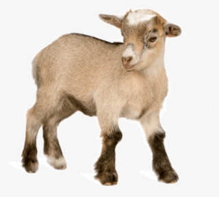 They Range From Pure White To Brown-black Pied, Or - Kid Goat Png