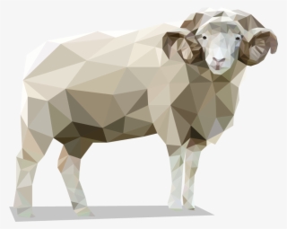 The Dorset Horn Sheep Are A Unique British Derived - Bighorn