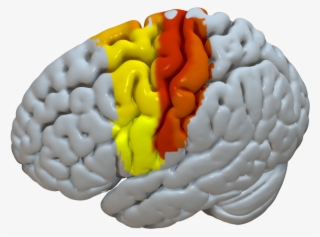 Sensorimotor - Illustration