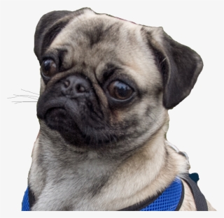 Minecraft Curseforge - Pug