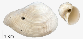 A Clam Shell With A Drill Hole Left By A Predatory - Baltic Clam