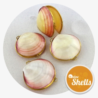 Polished - Baltic Clam