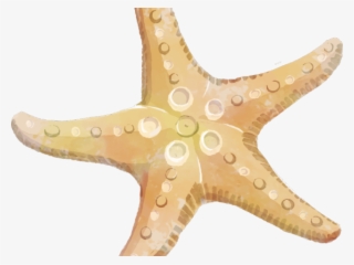 Free Starfish Clipart - Transparent Background Starfish Clipart Png