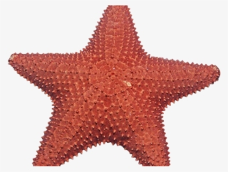 Starfish Clipart Under Sea - Estrela Do Mar Png