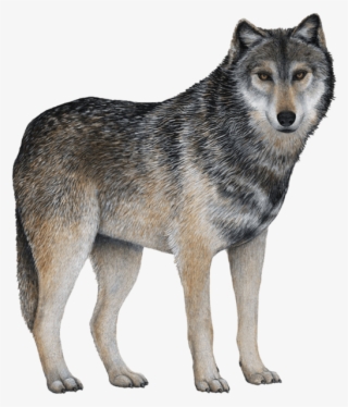 Gray Wolf With White Background