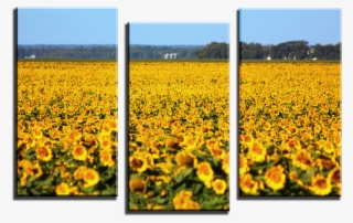 Wolf 3 Panel Canvas Print 099 01 Sunflower Field 3 - Field